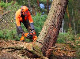 Best Tree Disease Treatment  in Marinette, WI